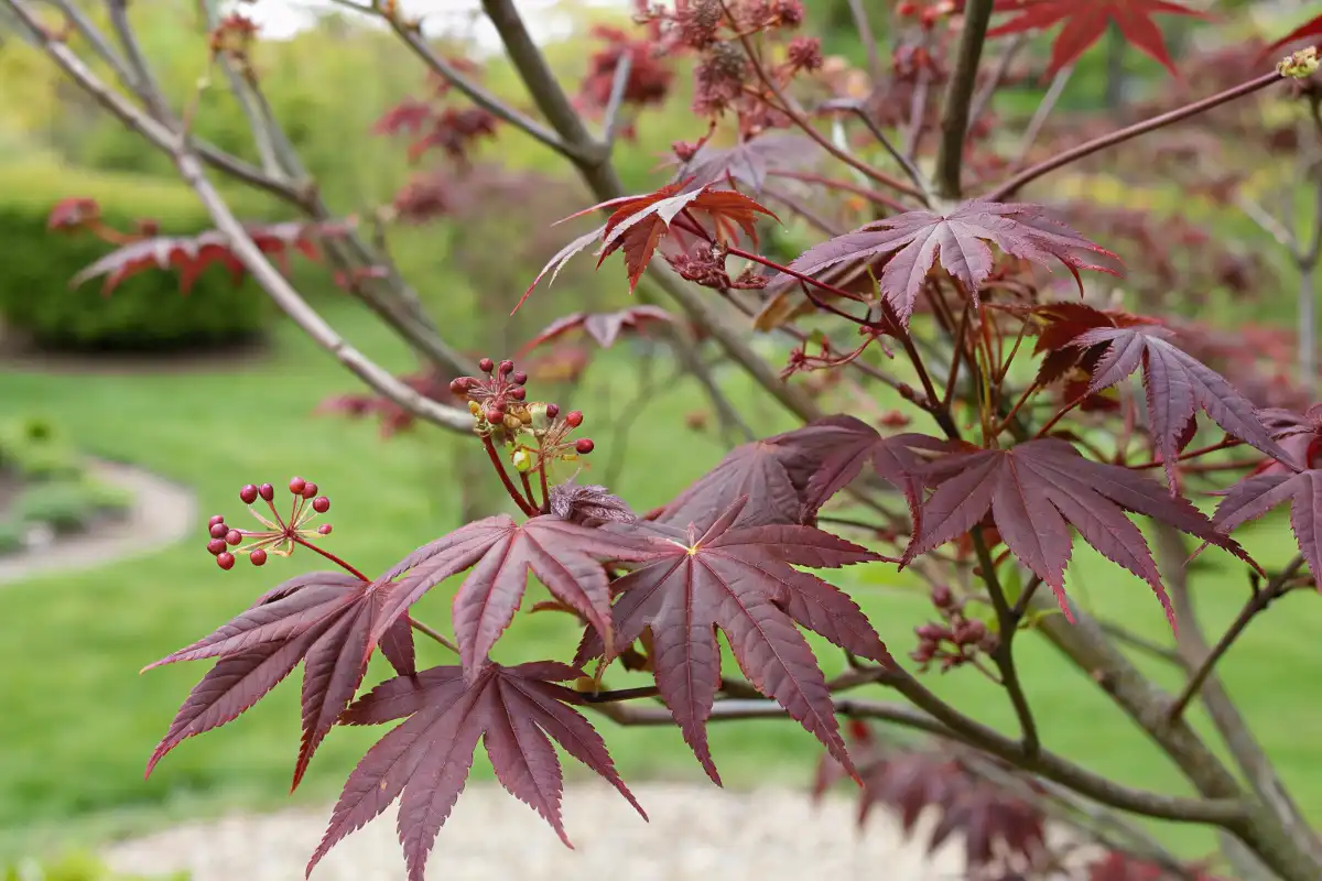 افرا ژاپنی بلادگود در بهار