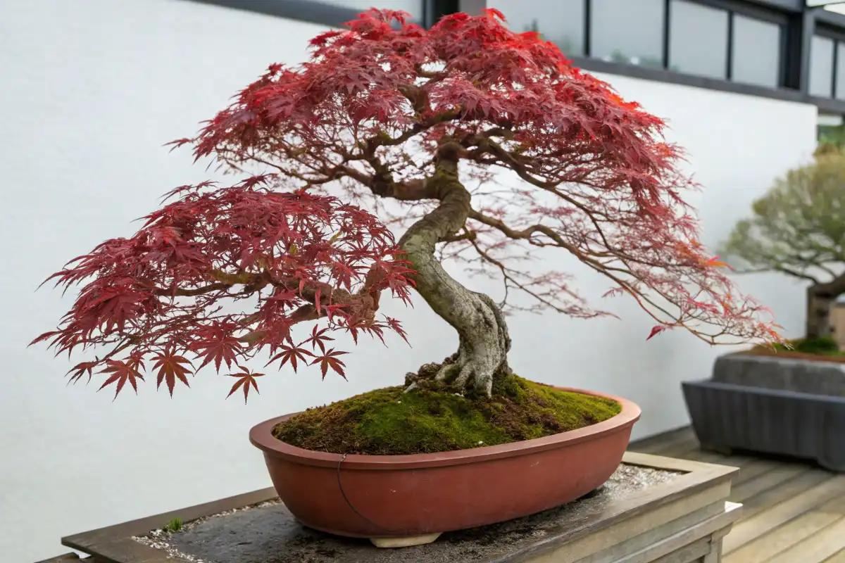 گلدان بونسای Crimson Queen