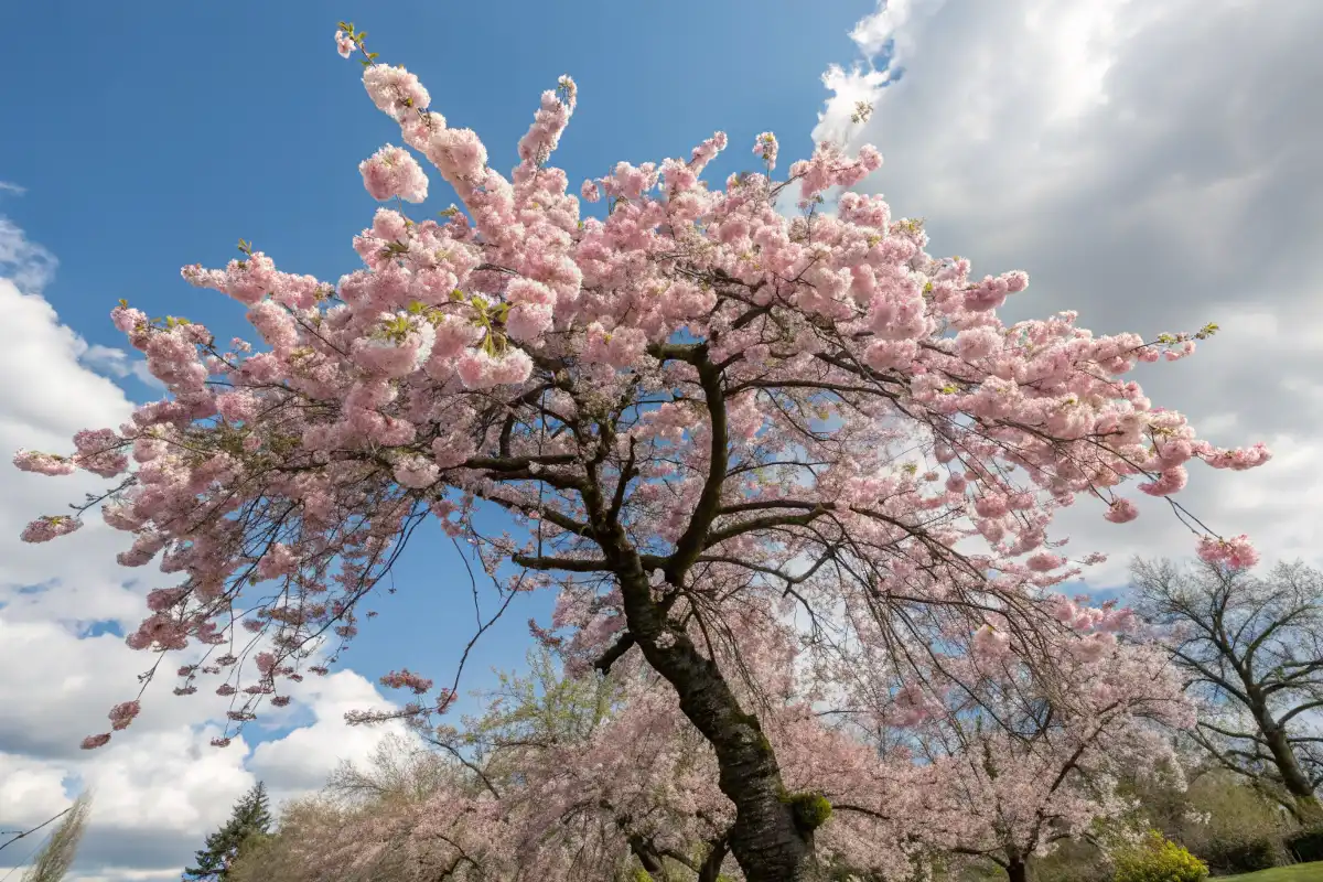 آلبالو زینتی