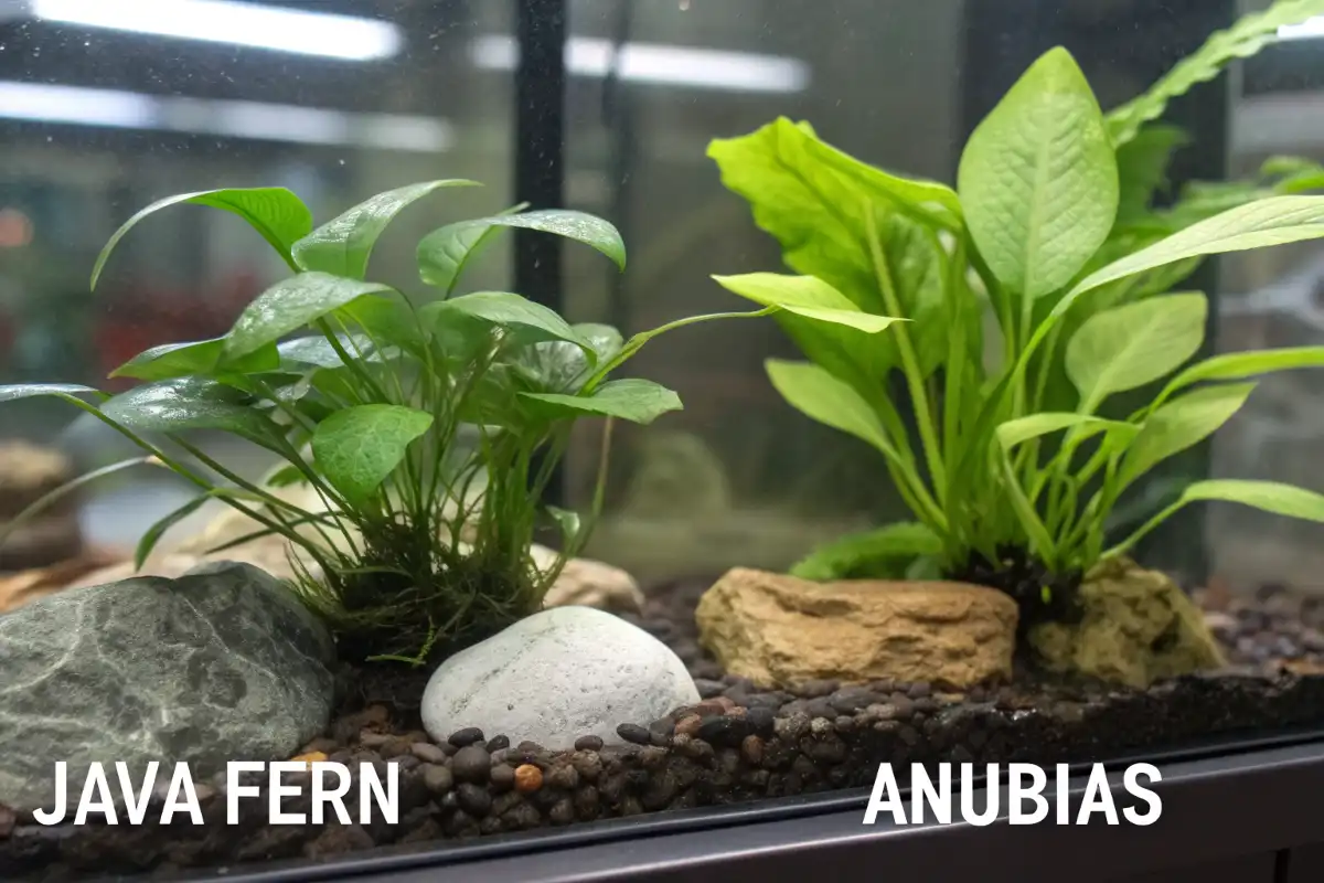 مقایسه گیاهان آبزی برای آکواریوم کوچک