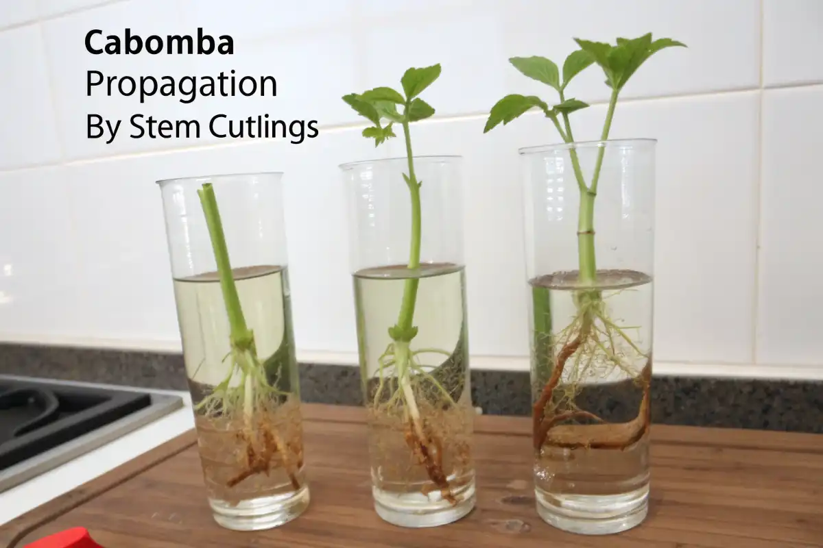 تکثیر گیاه آبزی از طریق قلمه