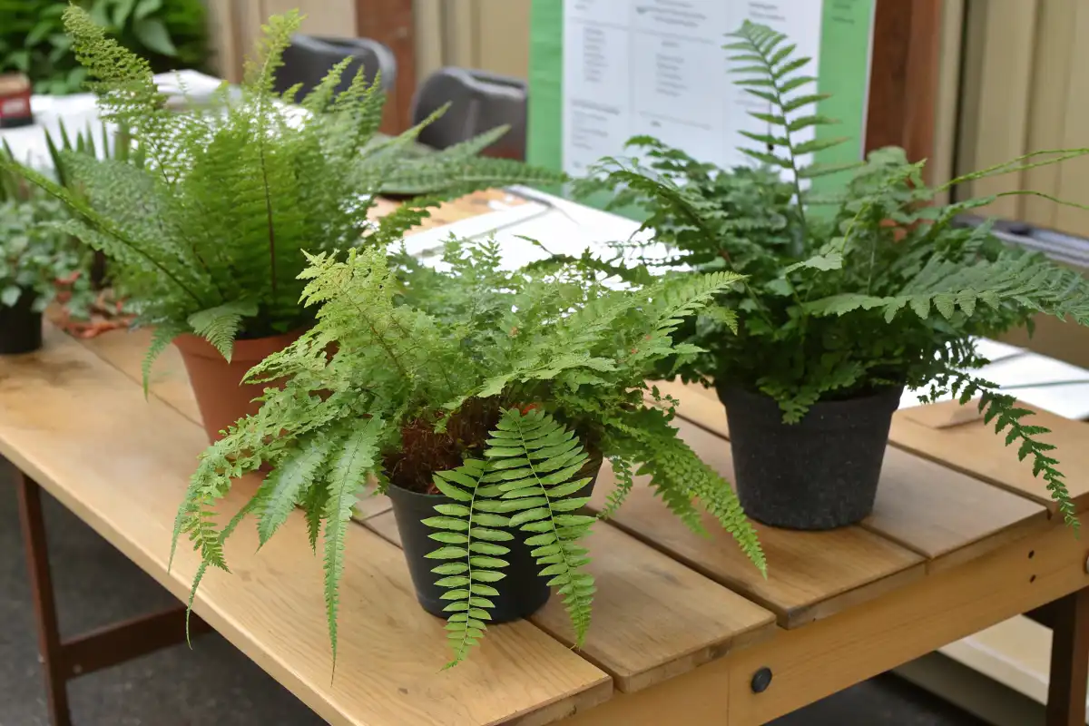 انواع مختلف سرخس