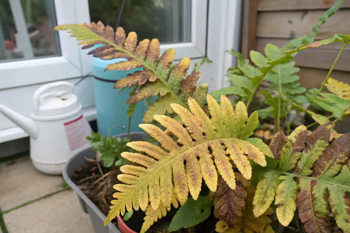 مشکلات رایج سرخس