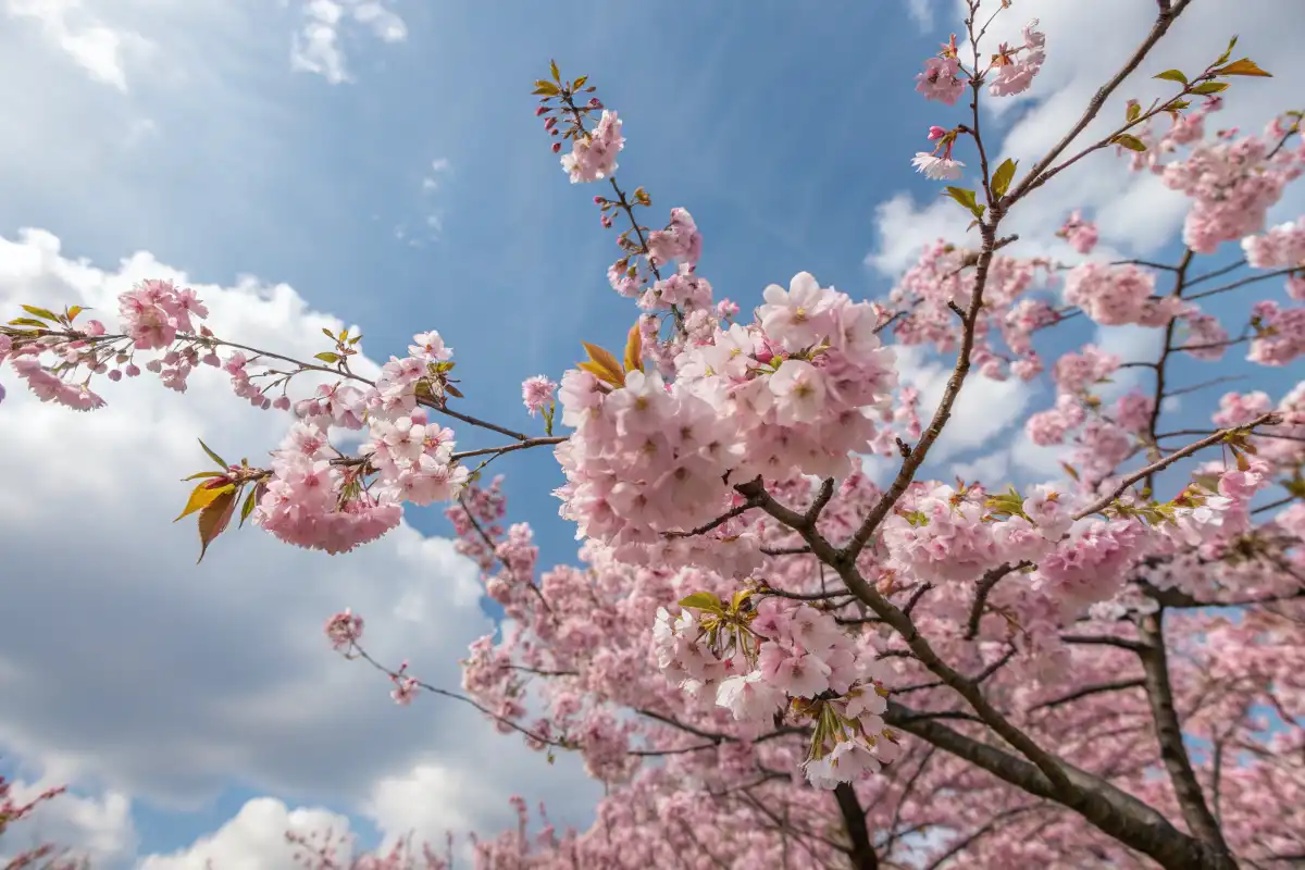 شکوفه‌های درخت پرونوس