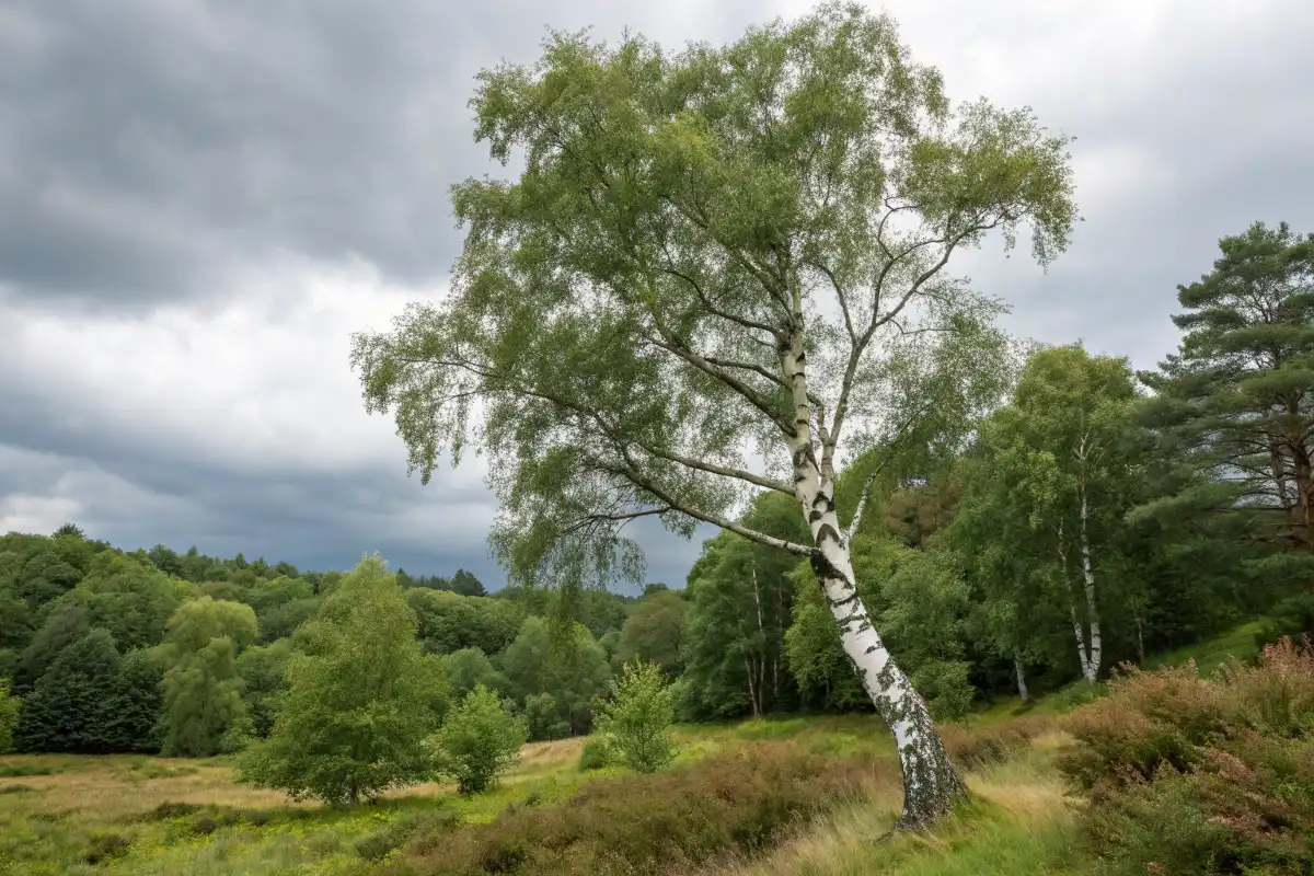 درخت توس نقره‌ای کامل