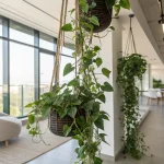 گیاه رونده پتوس در آپارتمان