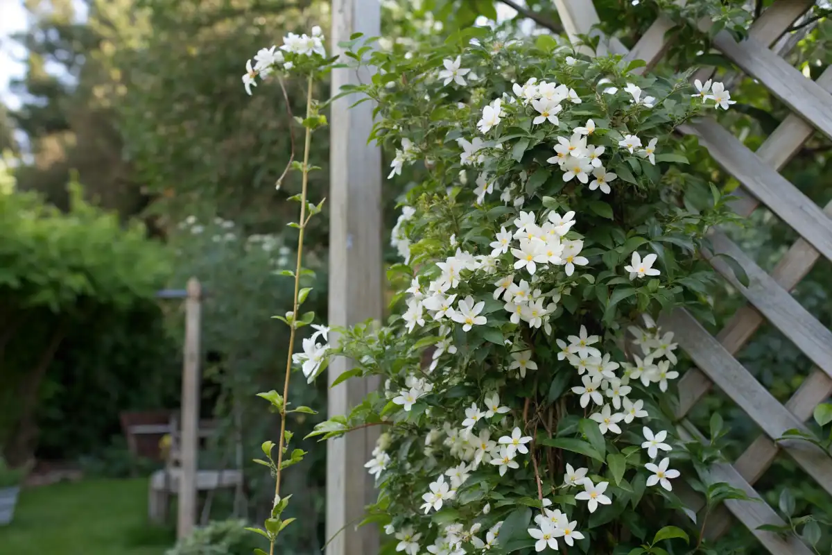 یاس رونده با گل‌های سفید