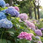 نمای کلی گل ادریسی با رنگ‌های متنوع