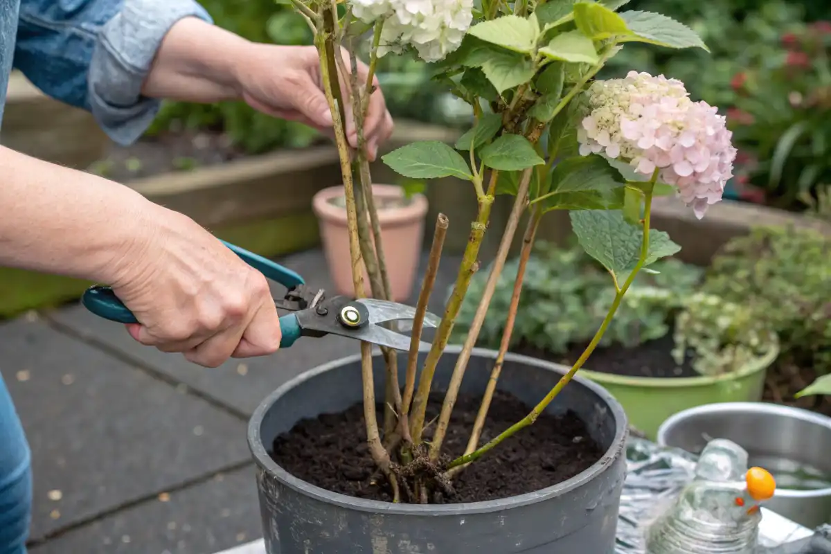 تکثیر گل ادریسی با قلمه