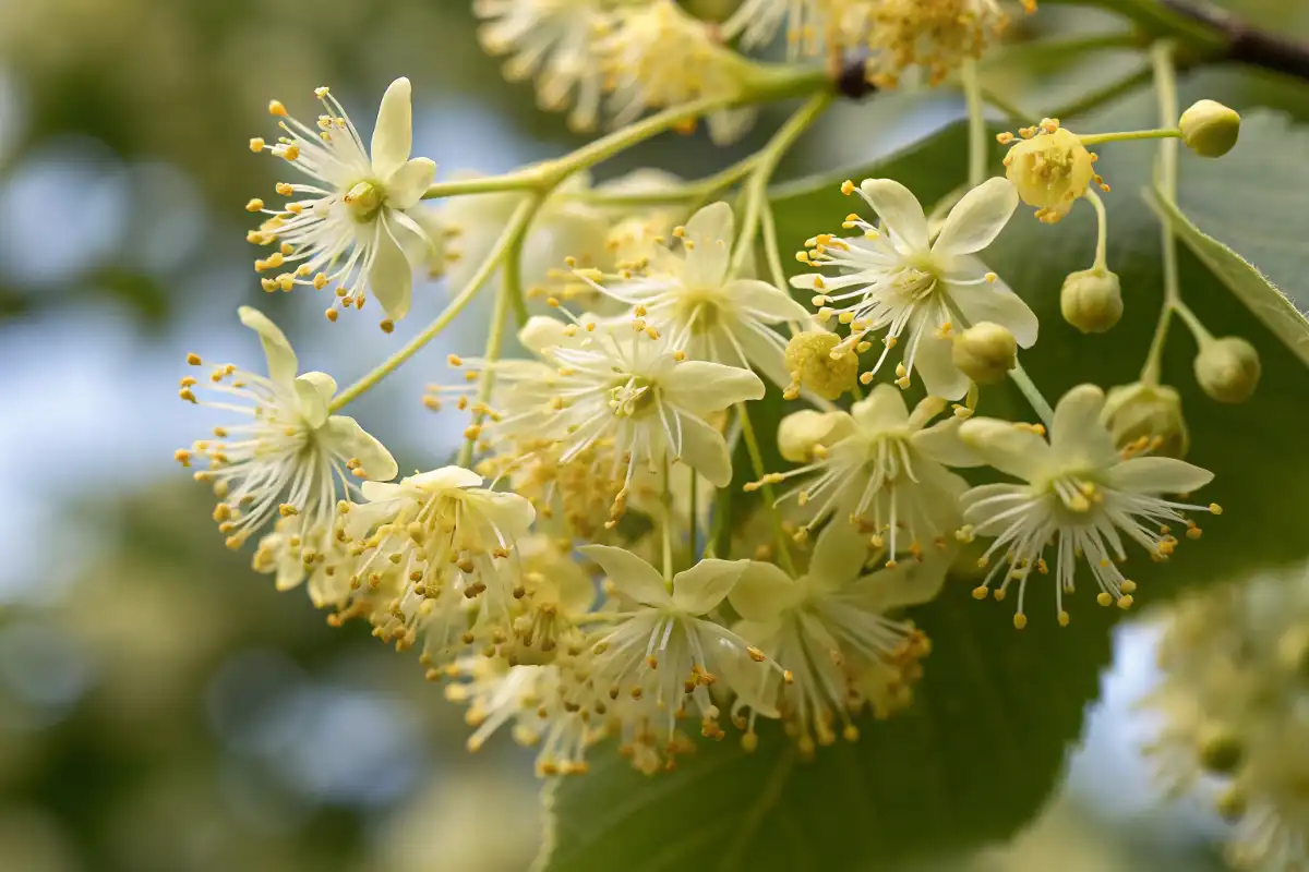 گل‌های معطر درخت نمدار نزدیک‌نما