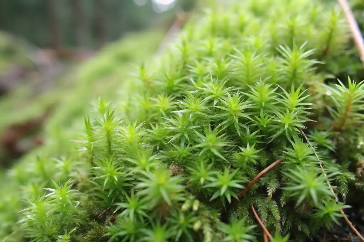 ساختار گامتوفیت خزه