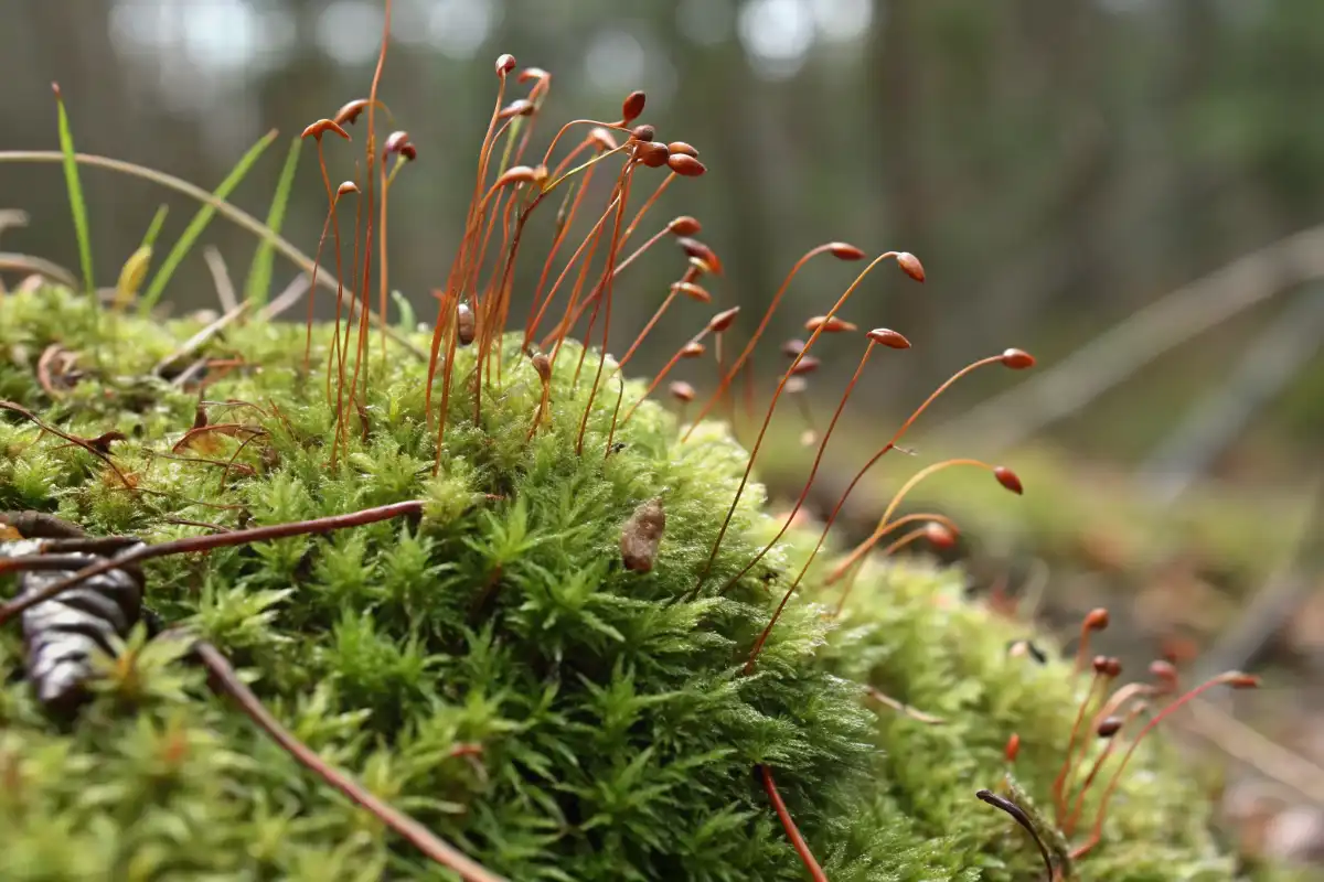 شناسایی خزه با کپسول هاگ