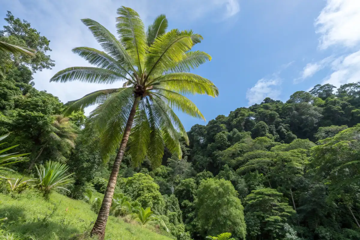 درخت نخل در طبیعت