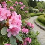 گل آزالیا صورتی