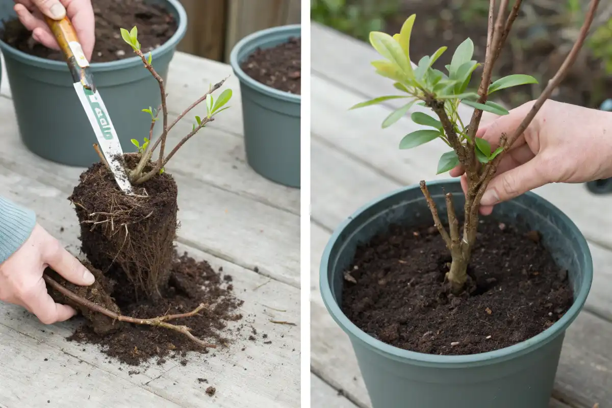 روش قلمه‌زدن آزالیا