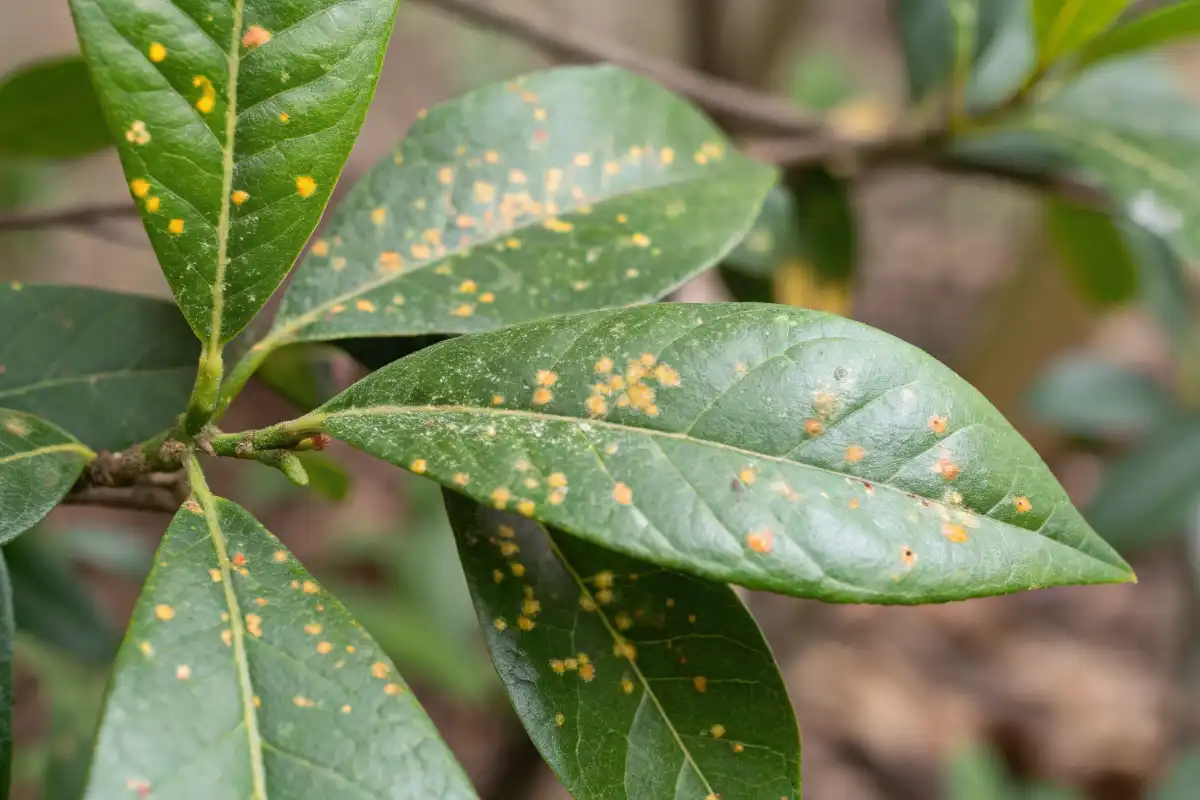 آفات رایج آزالیا