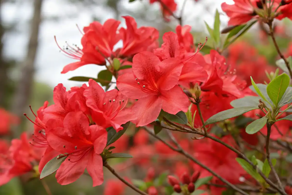 نماد عشق در آزالیا