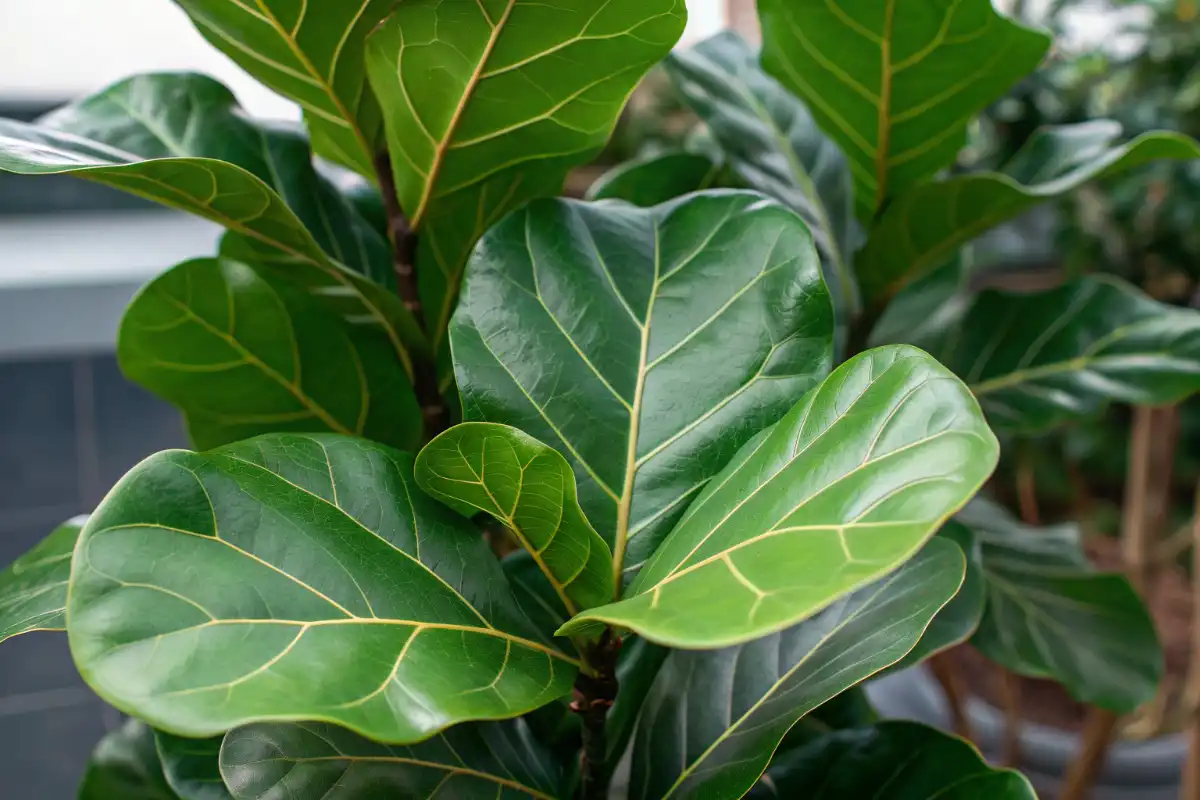 گیاه فیکوس لیراتا، یک گیاه برگ پهن محبوب
