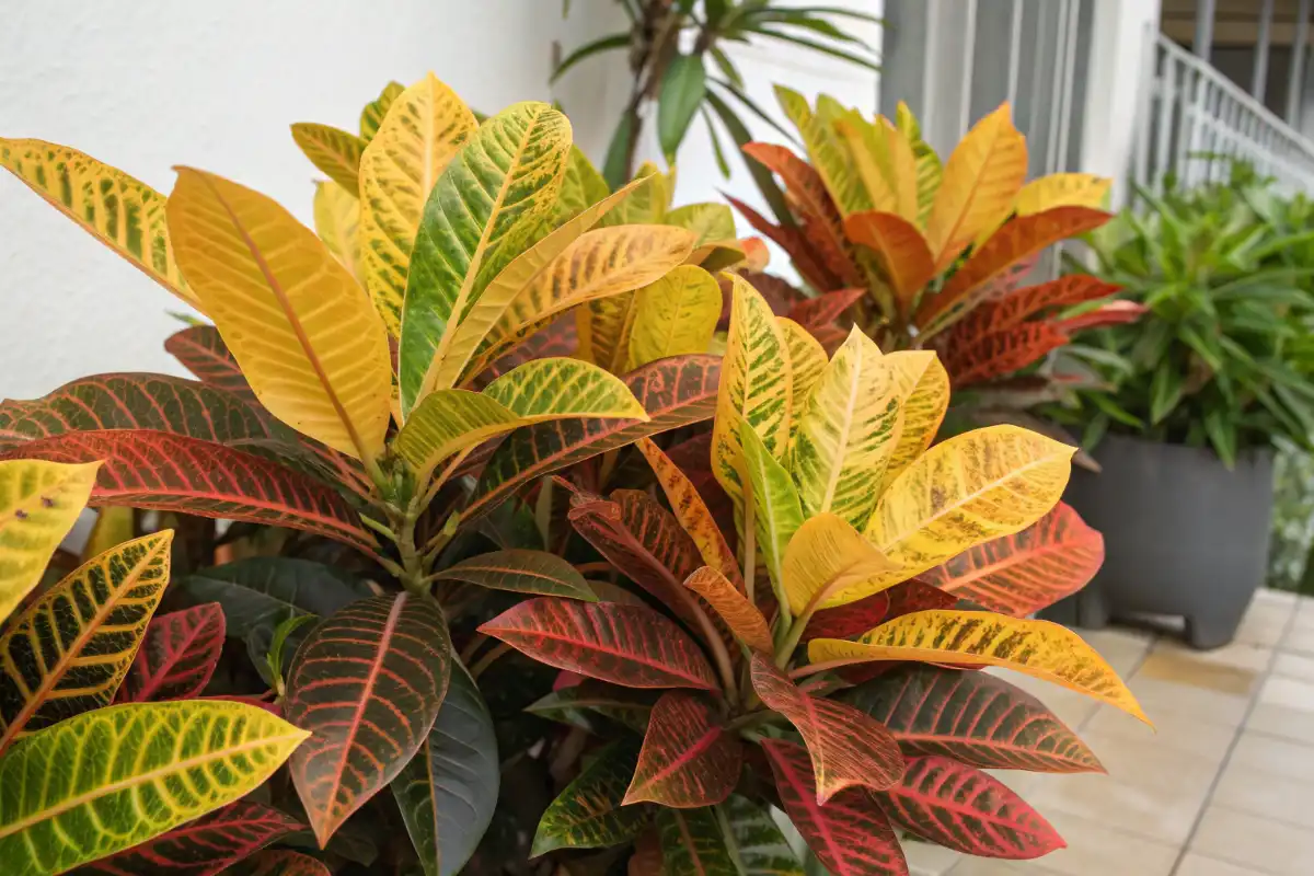 کروتون با رنگ‌های زنده