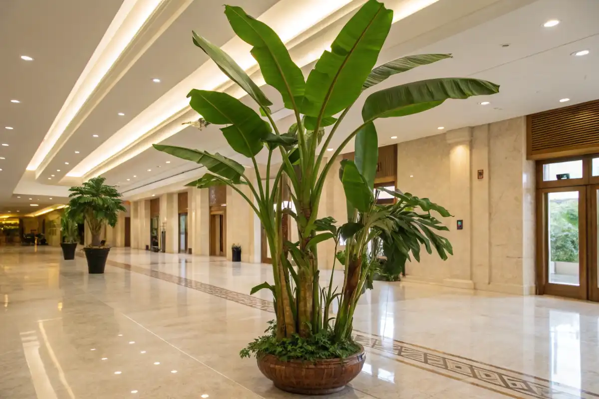 موز زینتی در سالن بزرگ